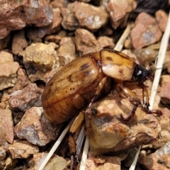 Cyclocephala signaticollis at Sullivans Creek, Lyneham South - 14 Dec 2023