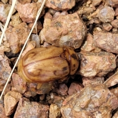 Cyclocephala signaticollis at Sullivans Creek, Lyneham South - 14 Dec 2023