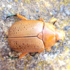 Anoplognathus porosus (Porosus Christmas beetle) at Sullivans Creek, Lyneham South - 14 Dec 2023 by trevorpreston
