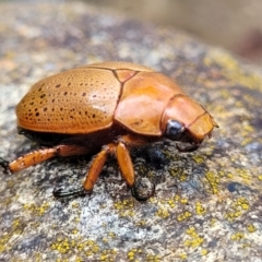 Anoplognathus porosus at Sullivans Creek, Lyneham South - 14 Dec 2023