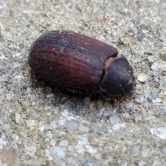 Sericesthis nigrolineata (Dusky pasture scarab) at Sullivans Creek, Lyneham South - 14 Dec 2023 by trevorpreston