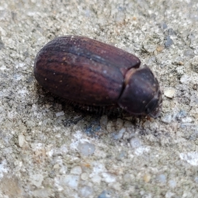 Sericesthis nigrolineata (Dusky pasture scarab) at Lyneham, ACT - 14 Dec 2023 by trevorpreston