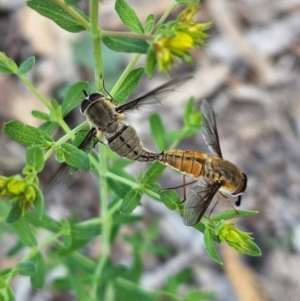 Trichophthalma punctata at Farrer Ridge - 14 Dec 2023