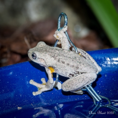 Litoria peronii (Peron's Tree Frog, Emerald Spotted Tree Frog) at Macarthur, ACT - 11 Dec 2023 by ChrisBlunt