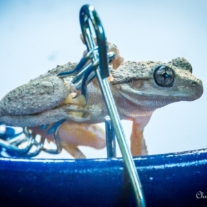 Litoria peronii at Macarthur, ACT - suppressed