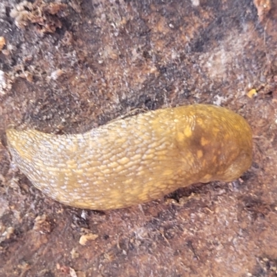 Limacus flavus (Yellow Cellar Slug) at Sullivans Creek, Lyneham South - 14 Dec 2023 by trevorpreston