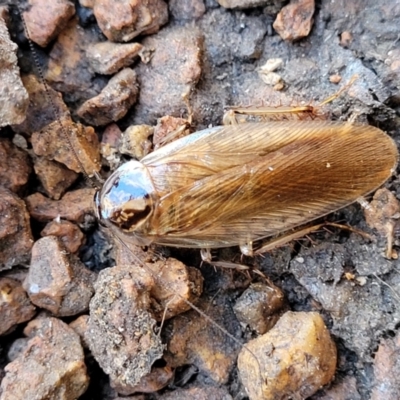 Johnrehnia contraria (Cockroach) at Lyneham, ACT - 14 Dec 2023 by trevorpreston