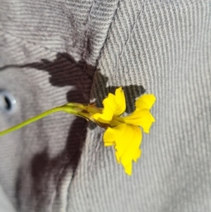 Goodenia pinnatifida at Mawson, ACT - 14 Dec 2023