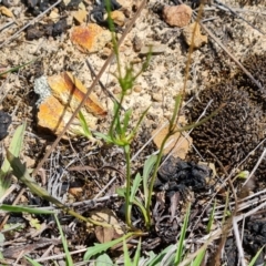 Goodenia pinnatifida at Mawson, ACT - 14 Dec 2023 11:38 AM