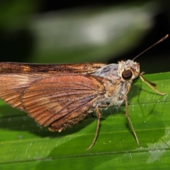 Unidentified Skipper (Hesperiidae) at Brisbane City Botanic Gardens - 13 Dec 2023 by TimL