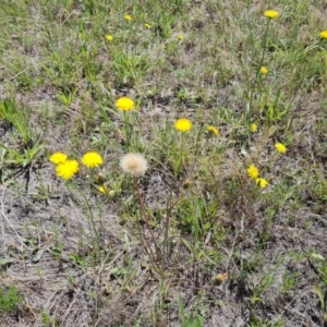 Hypochaeris radicata at Mawson Ponds - 14 Dec 2023 11:31 AM