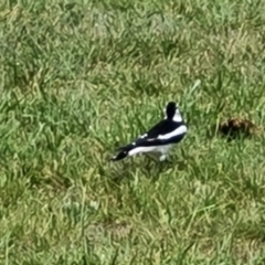 Grallina cyanoleuca (Magpie-lark) at Mawson, ACT - 14 Dec 2023 by Mike