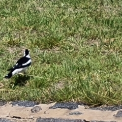 Grallina cyanoleuca at Mawson Ponds - 14 Dec 2023