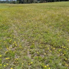 Leontodon saxatilis (Lesser Hawkbit, Hairy Hawkbit) at Mawson Ponds - 14 Dec 2023 by Mike