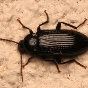 Alleculinae sp. (Subfamily) at Ainslie, ACT - 12 Dec 2023