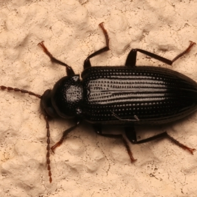 Alleculinae sp. (Subfamily) (Unidentified Comb-clawed beetle) at Ainslie, ACT - 12 Dec 2023 by jb2602