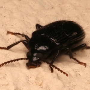 Alleculinae sp. (Subfamily) at Ainslie, ACT - 12 Dec 2023