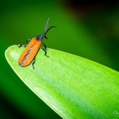 Porrostoma rhipidium (Long-nosed Lycid (Net-winged) beetle) at Macarthur, ACT - 24 Nov 2023 by ChrisBlunt