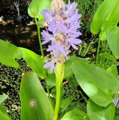 Pontederia cordata (Pickerel Weed) at Acton, ACT - 14 Dec 2023 by Steve818