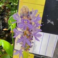 Pontederia cordata at Acton, ACT - suppressed