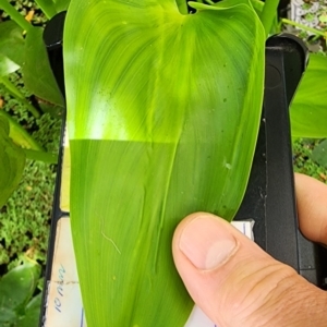 Pontederia cordata at Acton, ACT - suppressed