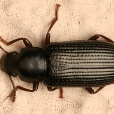 Unidentified Darkling beetle (Tenebrionidae) at Ainslie, ACT - 10 Dec 2023 by jb2602