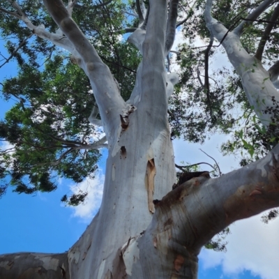 Eucalyptus saligna (Sydney Blue Gum) at Australian National University - 14 Dec 2023 by Steve818