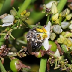 Unidentified Bee (Hymenoptera, Apiformes) at Brisbane City Botanic Gardens - 13 Dec 2023 by TimL