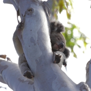 Phascolarctos cinereus at Ormiston, QLD - 13 Dec 2023