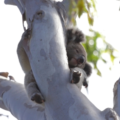 Phascolarctos cinereus (Koala) at Ormiston, QLD - 13 Dec 2023 by TimL