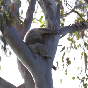 Phascolarctos cinereus at Ormiston, QLD - 13 Dec 2023