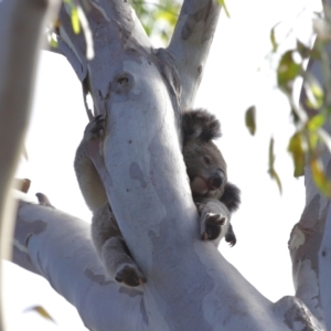 Phascolarctos cinereus at Ormiston, QLD - 13 Dec 2023