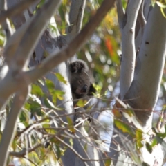 Phascolarctos cinereus at Ormiston, QLD - 13 Dec 2023