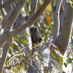 Phascolarctos cinereus at Ormiston, QLD - 13 Dec 2023