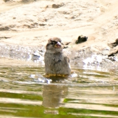 Passer domesticus (House Sparrow) at Strathnairn, ACT - 13 Dec 2023 by Thurstan