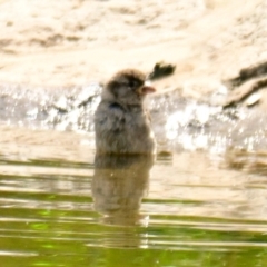 Passer domesticus at Strathnairn, ACT - 14 Dec 2023 10:36 AM