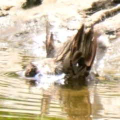 Passer domesticus at Strathnairn, ACT - 14 Dec 2023 10:36 AM