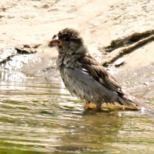 Passer domesticus at Strathnairn, ACT - 14 Dec 2023 10:36 AM