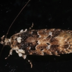Ardozyga sodalisella (A Gelechioid moth) at Ainslie, ACT - 12 Dec 2023 by jb2602