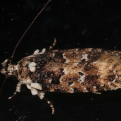 Ardozyga sodalisella (A Gelechioid moth) at Ainslie, ACT - 12 Dec 2023 by jb2602