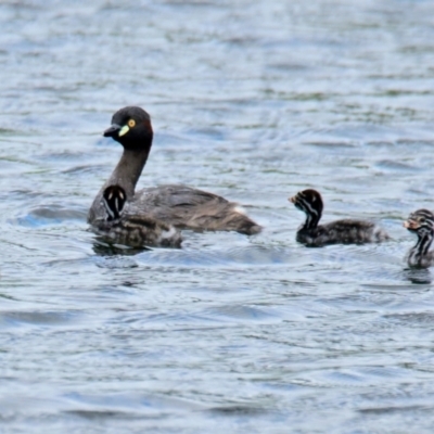 Tachybaptus novaehollandiae (Australasian Grebe) at Strathnairn, ACT - 13 Dec 2023 by Thurstan