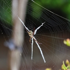 Argiope keyserlingi (St Andrew's Cross Spider) at Wollondilly Local Government Area - 13 Dec 2023 by Freebird