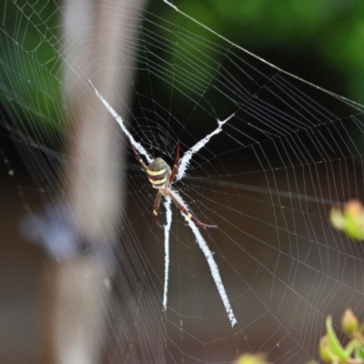 Argiope keyserlingi (St Andrew's Cross Spider) at Wollondilly Local Government Area - 13 Dec 2023 by Freebird