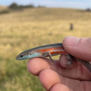 Carlia tetradactyla at Bowning, NSW - suppressed