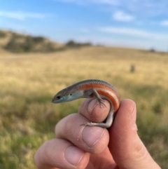 Carlia tetradactyla at Bowning, NSW - suppressed