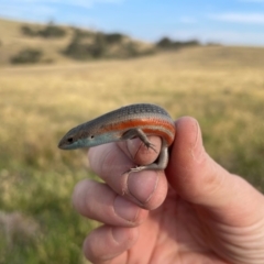 Carlia tetradactyla at Bowning, NSW - suppressed