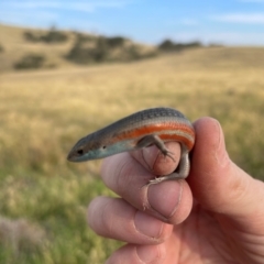 Carlia tetradactyla at Bowning, NSW - 12 Dec 2023