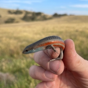 Carlia tetradactyla at Bowning, NSW - 12 Dec 2023