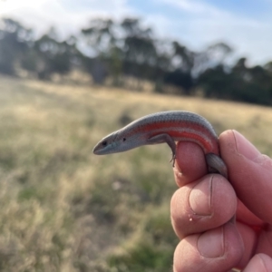 Carlia tetradactyla at Bowning, NSW - 12 Dec 2023