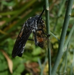 Chrysopogon muelleri at QPRC LGA - suppressed